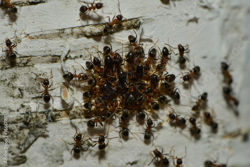 Ameisen saugen Saft an einem Birkenstamm © nounours1