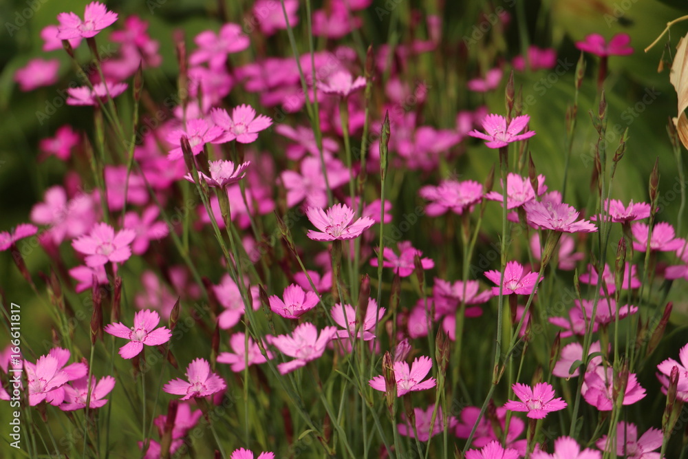 Pink flowers on the lawn