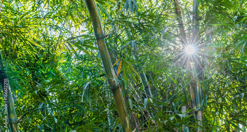 Sol no bambuzal.