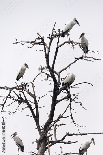 Asian Openbills on tree