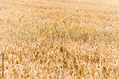 Ripe field of wheat at the end of summer