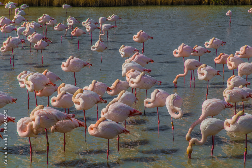 Naklejka premium pink flamingos