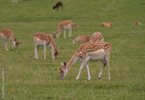 Deer of Bradgate Park 