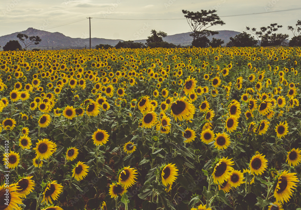 Obraz premium A field of sunflowers