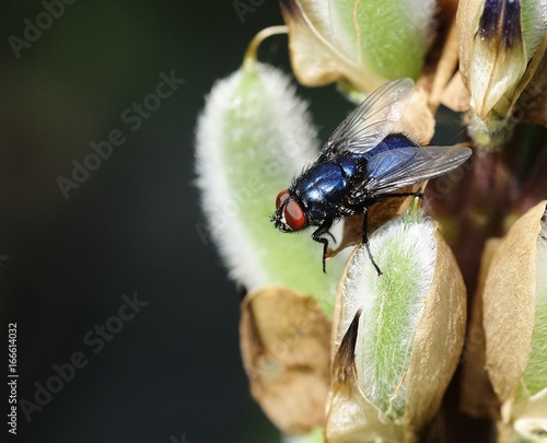 Calliphora vomitoria - bluebottle fly photo