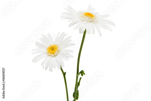 White daisy isolated