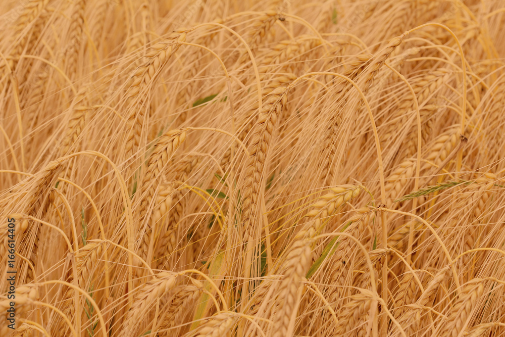 Ears of barley Ears of barley