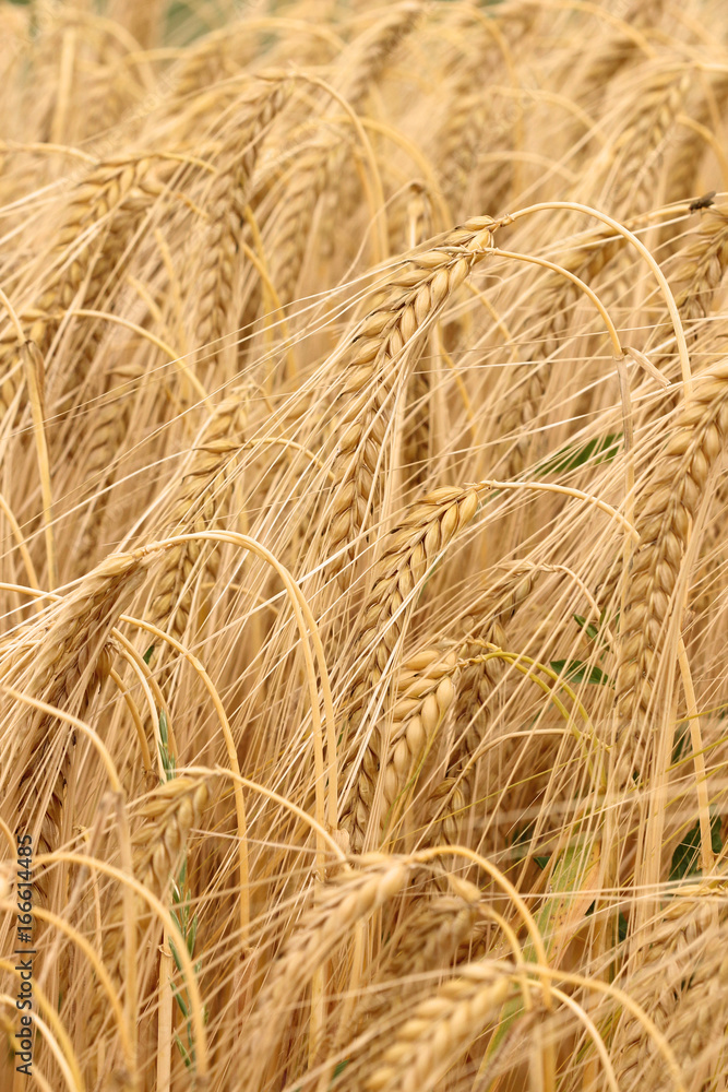 Ears of barley Ears of barley