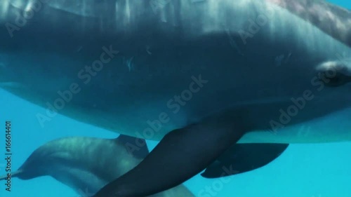 Pod of Spinner Dolphins, Red Sea