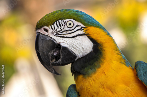 Closeup of macaw parrot