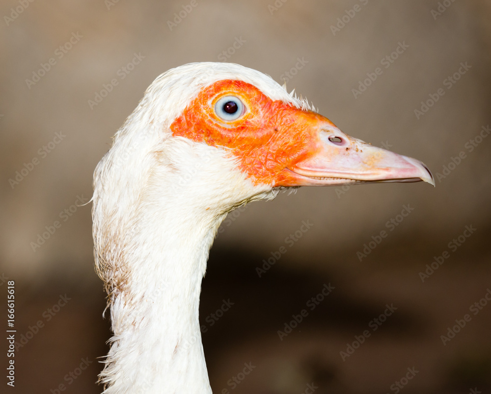Portrait of a white duck on a farm Portrait of a white duck on a farm