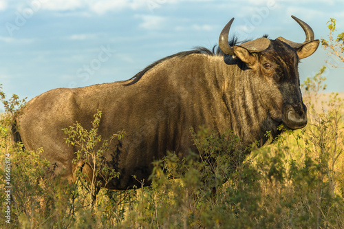 Fototapeta Naklejka Na Ścianę i Meble -  Wildlife Wildebeest Bull Animal