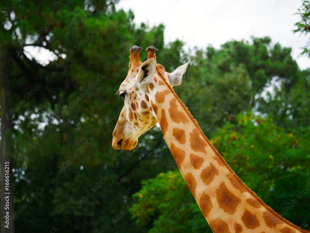 Obraz premium Girafe