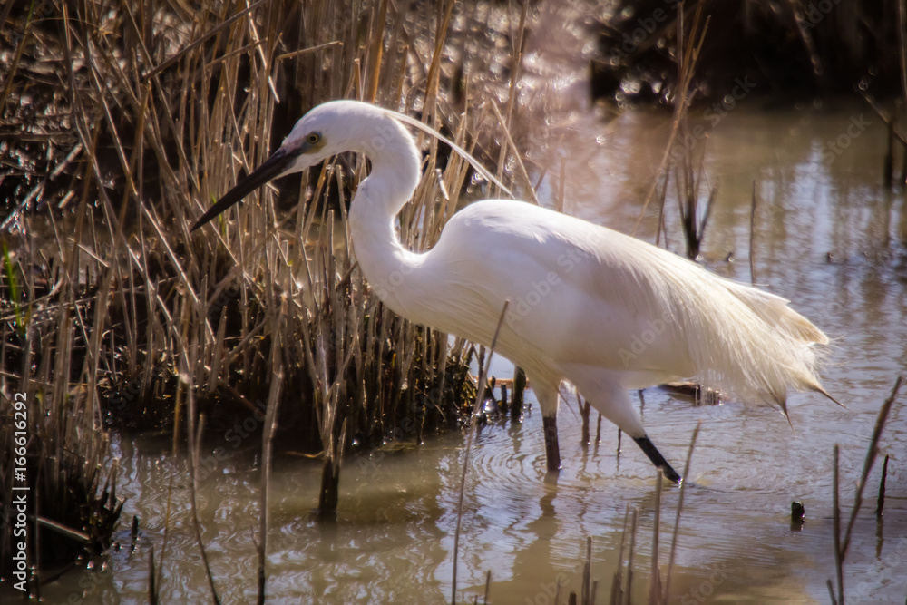 Naklejka premium heron