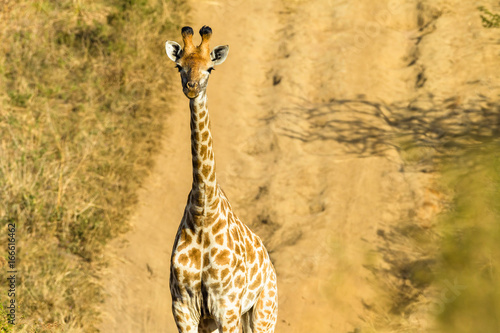 Giraffe Closeup Portrait