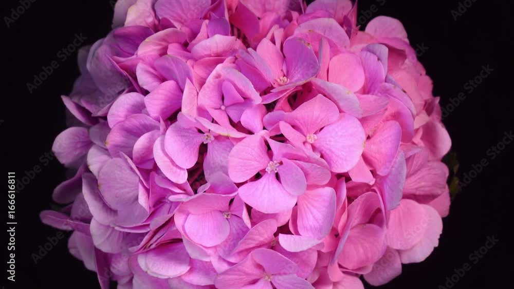 Closeup rotation of pink hydrangea on black background. 4K top view.
Closeup rotation of pink hydrangea on black background. 4K top view.