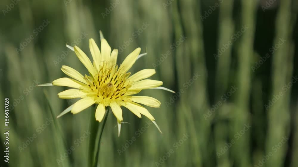 Flower Tragopogon pratensis shallow DOF 4K 2160p 30fps UltraHD footage - Yellow field plant meadow salsify close-up 3840X2160 UHD video Flower Tragopogon pratensis shallow DOF 4K 2160p 30fps UltraHD footage - Yellow field plant meadow salsify close-up 3840X2160 UHD video