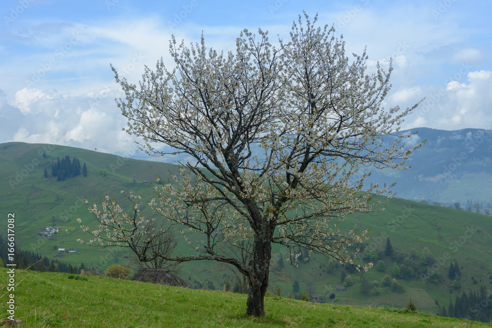 Lonely flowering tree in the mountains
