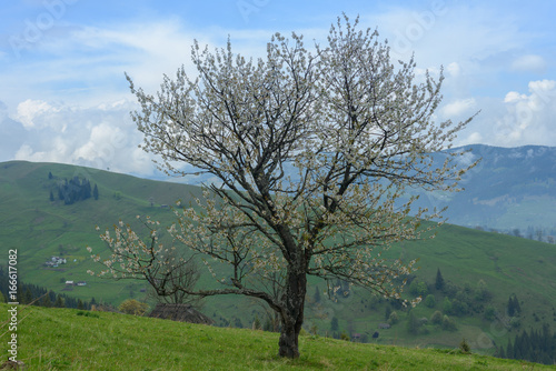 Lonely flowering tree in the mountains 