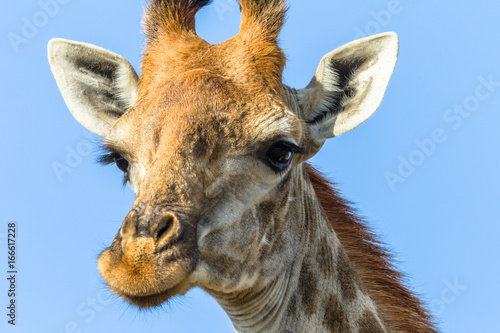 Giraffe Head Portrait © ChrisVanLennepPhoto