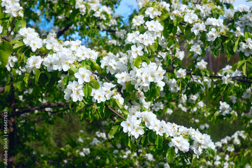 Wild flowers of pear in the spring . Wild flowers of pear in the spring .