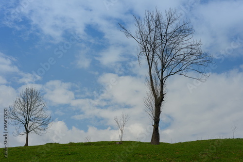 Lonely dry trees on the sky background