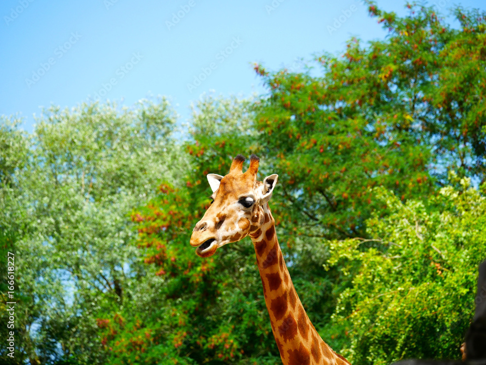 Obraz premium Girafe