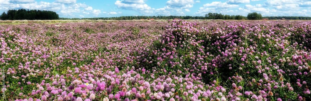 Summer view with blooming red clover in a field