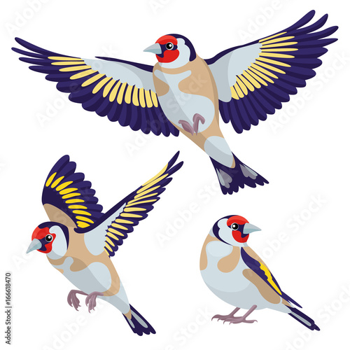 Goldfinch on white background / There are one sitting goldfinch and two flying goldfinches in cartoon style
