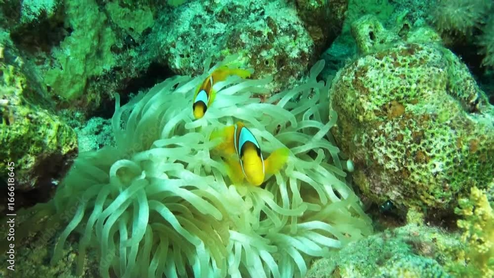 Clown fish swim by sea anemone, close up Clown fish swim by sea anemone, close up