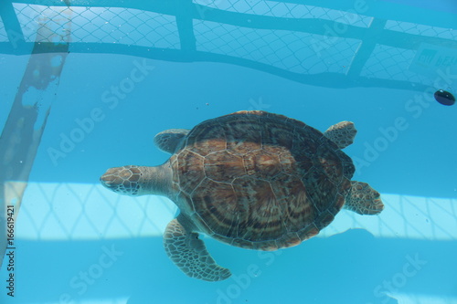 Sea turtle close up