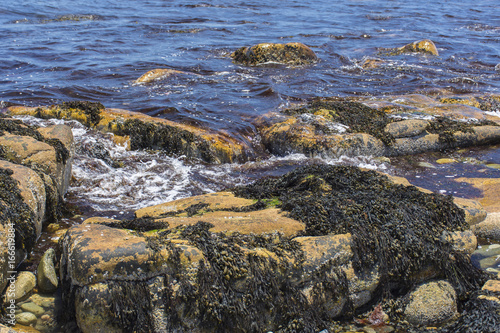 Kelp on rocks coastline