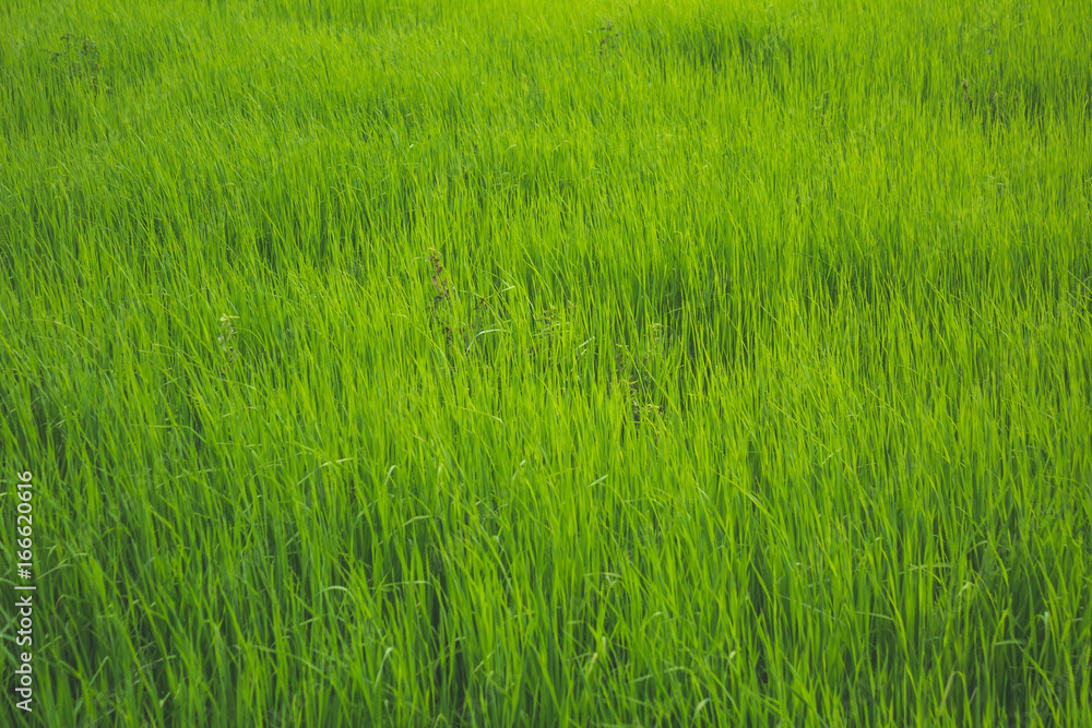 Open field with green grass