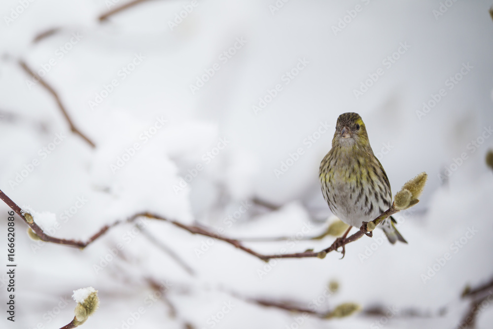 Fototapeta premium lucherino in inverno su ramo e foglie