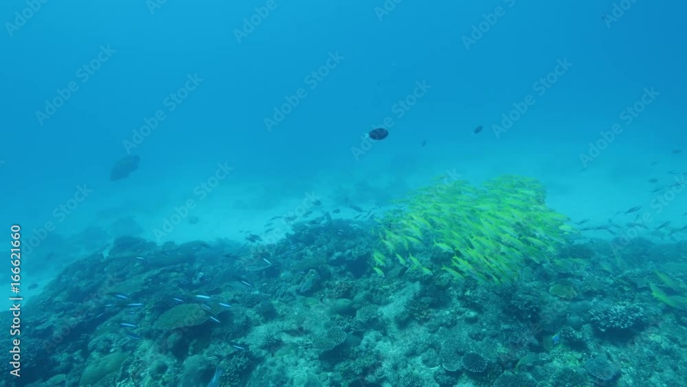 Various schools of fish over coral reef, POV Various schools of fish over coral reef, POV