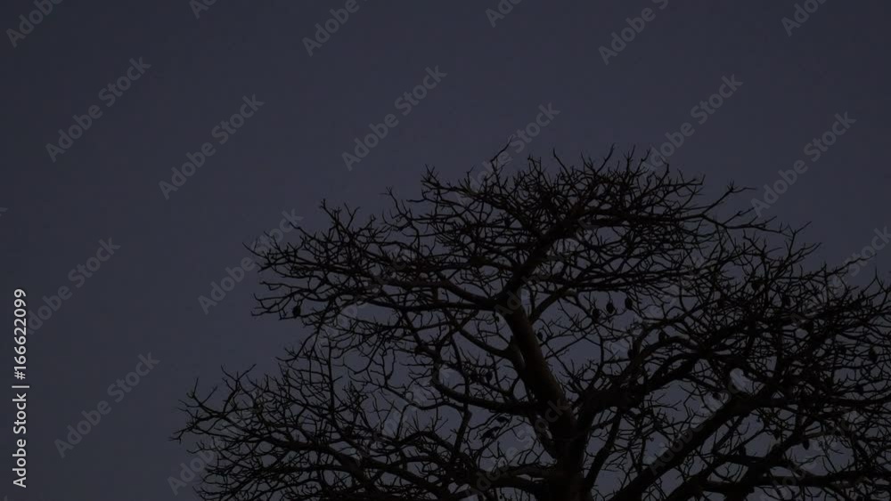 Birds fly over tree at dusk, Comoros Birds fly over tree at dusk, Comoros