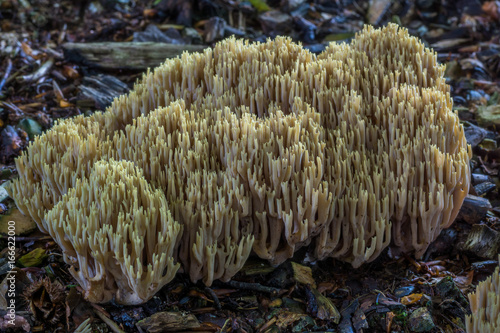 Ramaria Stricta