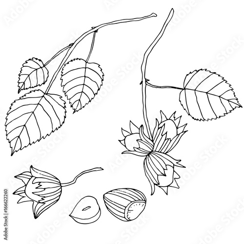 Black and white set hazelnuts, isolated.Branch with leaves and r