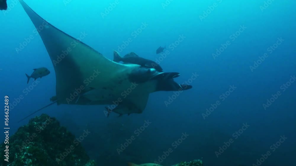 Manta ray swims over rocky sea bed, POV Manta ray swims over rocky sea bed, POV