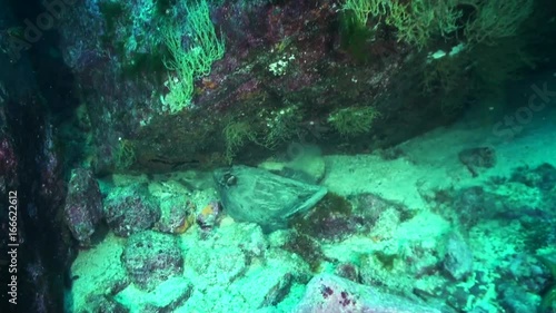 Wallpaper Mural Small skate swims in Galapagos reef, POV Torontodigital.ca