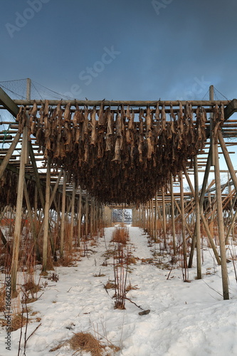 Wooden racks for drying skrei-codfish into stockfish. Toppoya island-Hamnoy-Reine-Moskenes-Lofoten-Norway. 0219