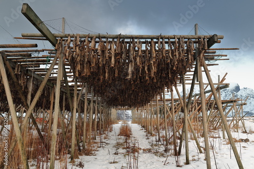 Wooden racks for drying skrei-codfish into stockfish. Toppoya island-Hamnoy-Reine-Moskenes-Lofoten-Norway. 0220