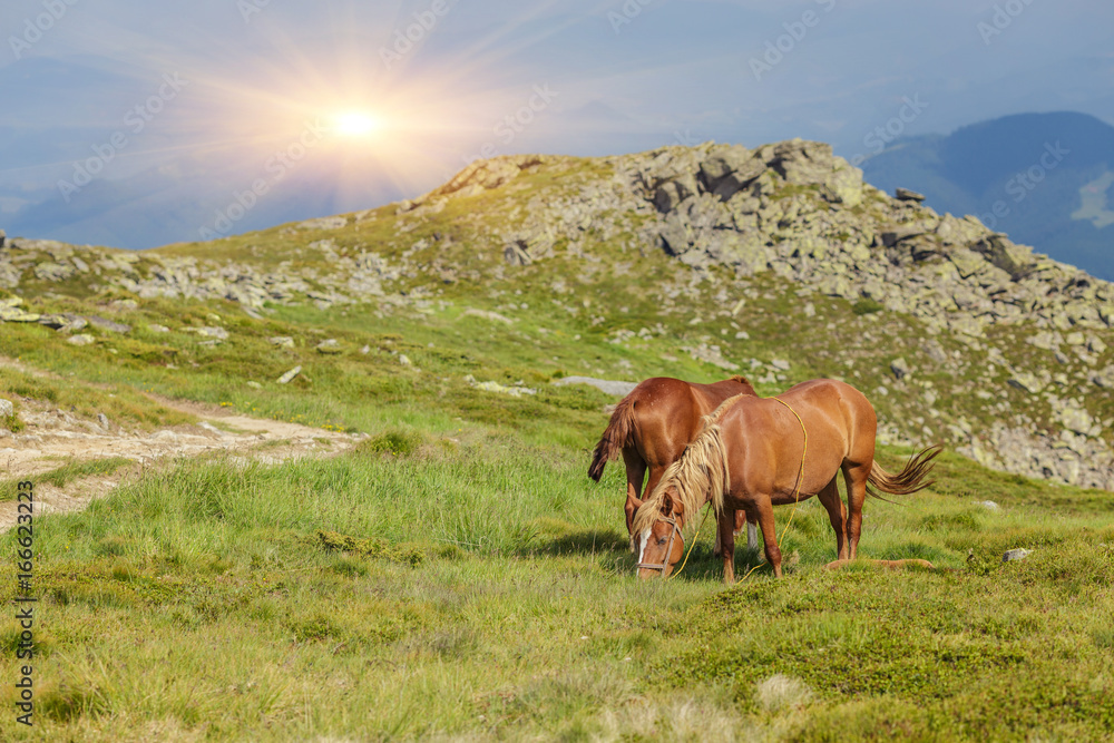 Horses in the green foothills