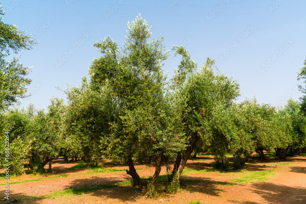 Olive tree in a Maroccon park Olive tree in a Maroccon park