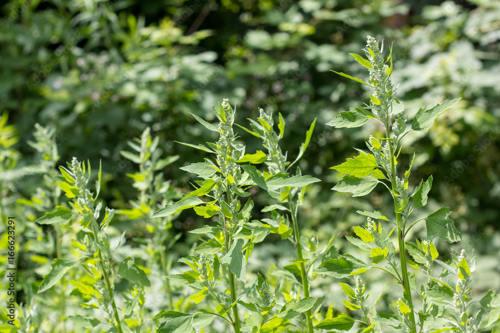 Garden orache / Garden orache on the meadow Garden orache / Garden orache on the meadow