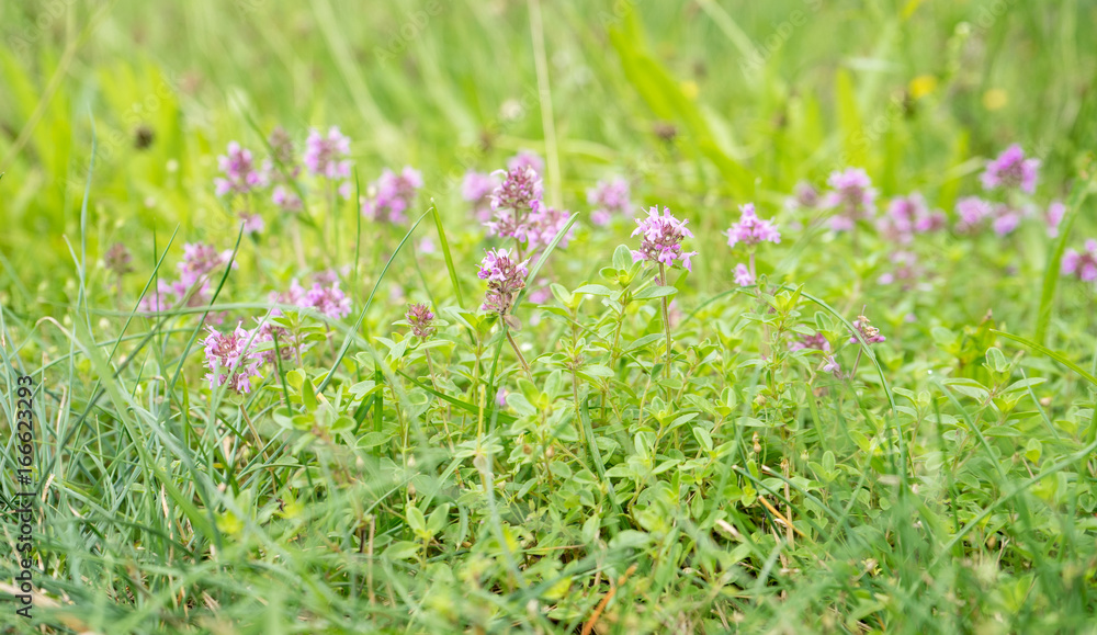 flowering wild thyme / Meadow with flowering wild thyme flowering wild thyme / Meadow with flowering wild thyme