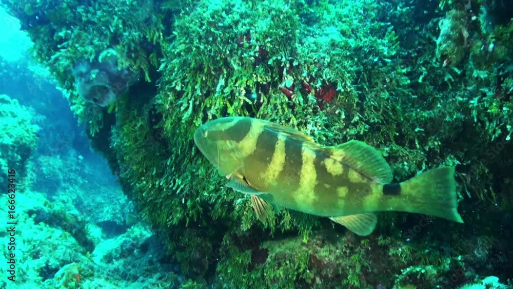 Fish swims in Bahamas reef, POV Fish swims in Bahamas reef, POV