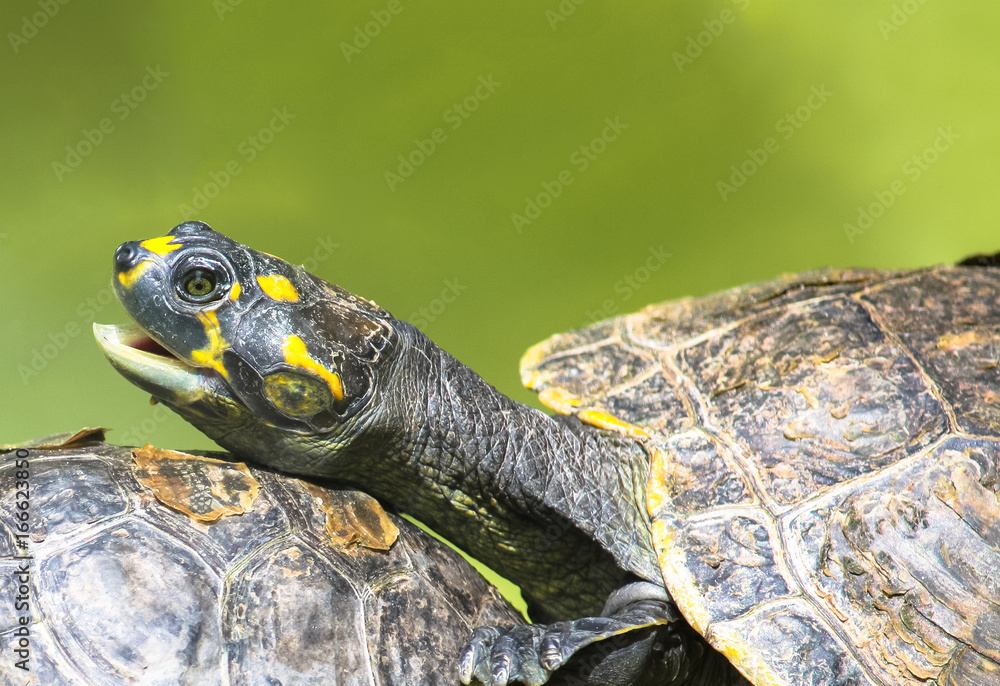 Yellow-spotted Amazon river turtle (Podocnemis unifilis) on top of a tree branch and against a green background from a water pond. Yellow-spotted Amazon river turtle (Podocnemis unifilis) on top of a tree branch and against a green background from a water pond.