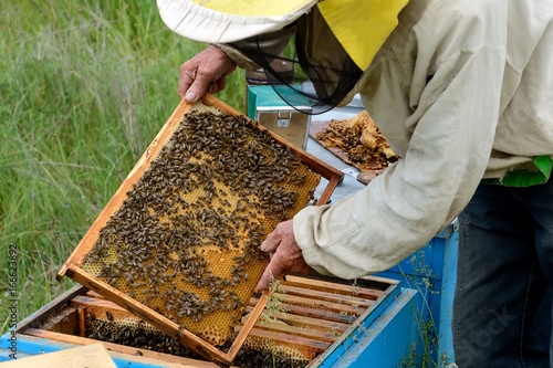 The beekeeper looks over the honeycomb with bees near the hive. Apiculture.