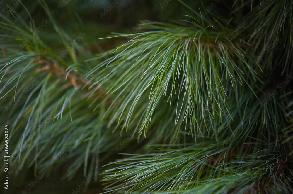 coniferous tree coniferous tree
